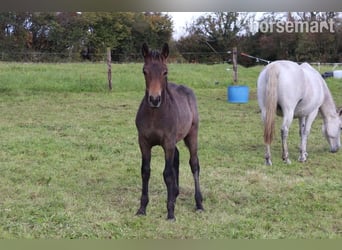 Connemara, Gelding, Foal (05/2025), 14,2 hh, Bay