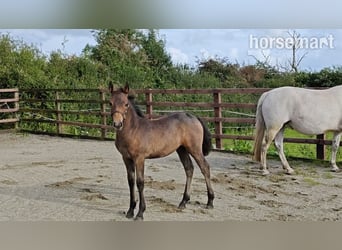 Connemara, Gelding, Foal (05/2025), 14,2 hh, Bay