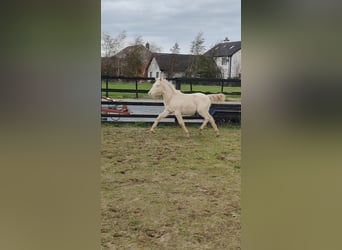 Connemara, Gelding, Foal (04/2025), 14,2 hh, Cremello