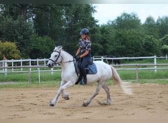 Connemara, Giumenta, 10 Anni, 142 cm, Grigio