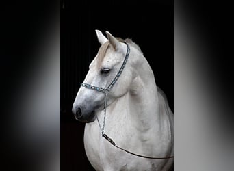 Connemara, Giumenta, 10 Anni, 142 cm, Grigio