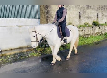 Connemara, Giumenta, 10 Anni, 143 cm, Grigio