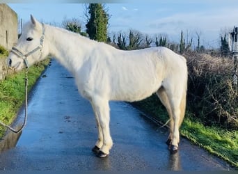 Connemara, Giumenta, 10 Anni, 143 cm, Grigio