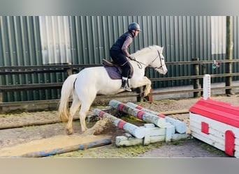 Connemara, Giumenta, 10 Anni, 143 cm, Grigio