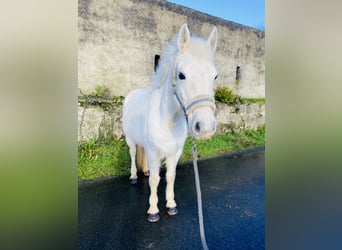 Connemara, Giumenta, 10 Anni, 143 cm, Grigio