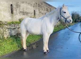 Connemara, Giumenta, 10 Anni, 143 cm, Grigio