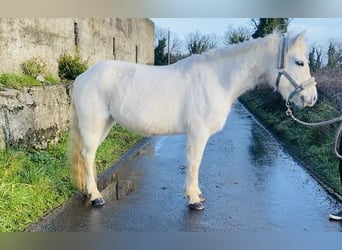 Connemara, Giumenta, 10 Anni, 143 cm, Grigio