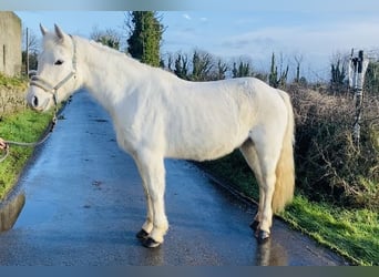 Connemara, Giumenta, 10 Anni, 143 cm, Grigio