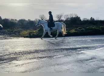 Connemara, Giumenta, 10 Anni, 143 cm, Grigio