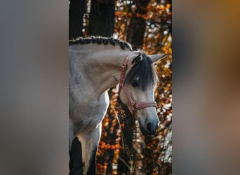 Connemara Mix, Giumenta, 10 Anni, 146 cm, Grigio ferro