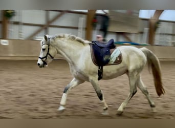 Connemara, Giumenta, 10 Anni, 147 cm, Grigio pezzato