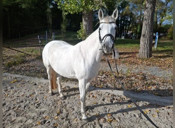 Connemara, Giumenta, 10 Anni, 148 cm, Grigio