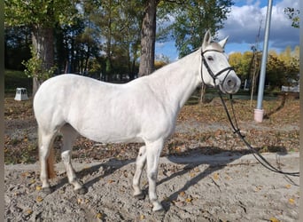 Connemara, Giumenta, 10 Anni, 148 cm, Grigio