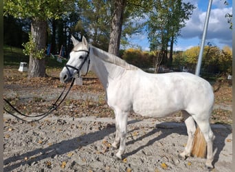 Connemara, Giumenta, 10 Anni, 148 cm, Grigio