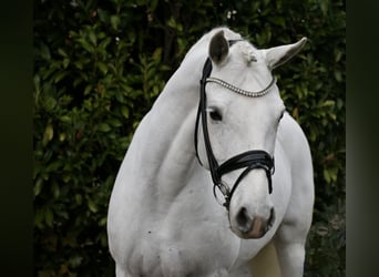 Connemara, Giumenta, 10 Anni, 148 cm, Grigio