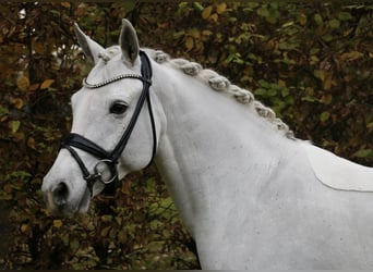 Connemara, Giumenta, 10 Anni, 148 cm, Grigio