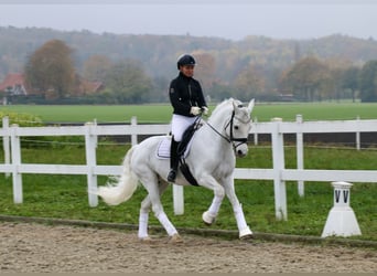 Connemara, Giumenta, 10 Anni, 148 cm, Grigio