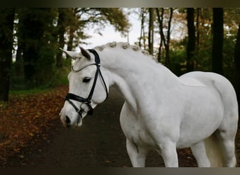 Connemara, Giumenta, 10 Anni, 148 cm, Grigio