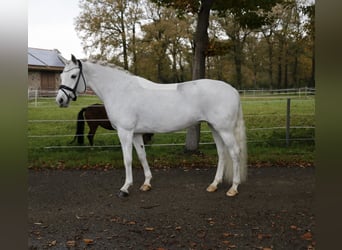 Connemara, Giumenta, 10 Anni, 148 cm, Grigio