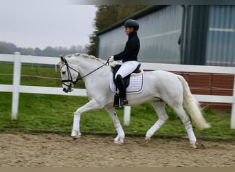 Connemara, Giumenta, 10 Anni, 148 cm, Grigio