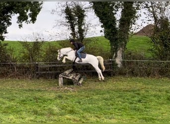 Connemara, Giumenta, 10 Anni, 156 cm, Cremello