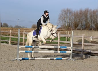 Connemara, Giumenta, 10 Anni, 156 cm, Cremello