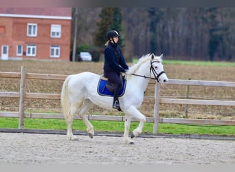 Connemara, Giumenta, 10 Anni, 156 cm, Cremello