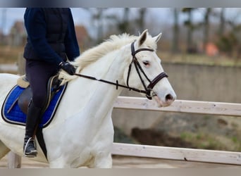 Connemara, Giumenta, 10 Anni, 156 cm, Cremello