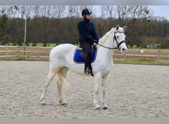 Connemara, Giumenta, 10 Anni, 156 cm, Cremello