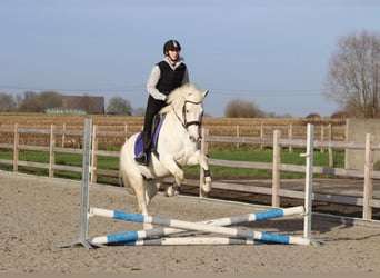 Connemara, Giumenta, 10 Anni, 156 cm, Cremello