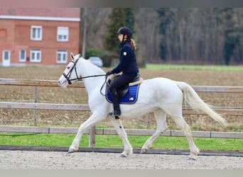 Connemara, Giumenta, 10 Anni, 156 cm, Cremello