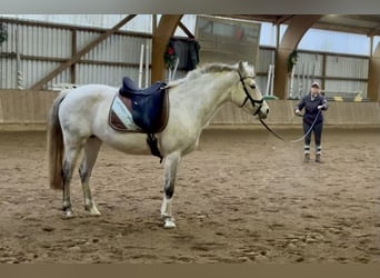 Connemara, Giumenta, 11 Anni, 147 cm, Grigio pezzato