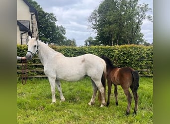Connemara, Giumenta, 12 Anni, 147 cm, Bianco