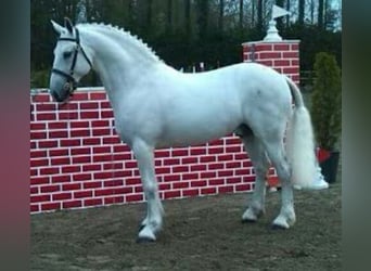 Connemara, Giumenta, 12 Anni, 147 cm, Bianco