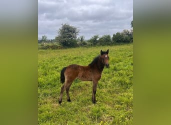 Connemara, Giumenta, 12 Anni, 147 cm, Bianco