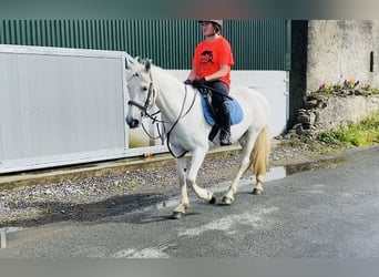 Connemara, Giumenta, 12 Anni, 147 cm, Grigio