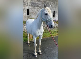 Connemara, Giumenta, 12 Anni, 147 cm, Grigio