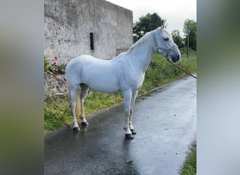 Connemara, Giumenta, 12 Anni, 147 cm, Grigio