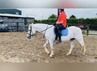 Connemara, Giumenta, 12 Anni, 147 cm, Grigio