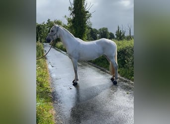 Connemara, Giumenta, 12 Anni, 147 cm, Grigio