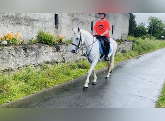 Connemara, Giumenta, 12 Anni, 147 cm, Grigio