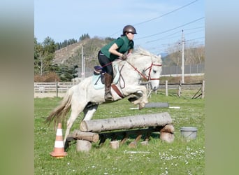 Connemara, Giumenta, 12 Anni, 148 cm, Grigio