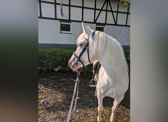 Connemara Mix, Giumenta, 12 Anni, 153 cm, Grigio