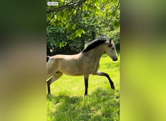Connemara, Giumenta, 13 Anni, 147 cm, Falbo