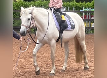 Connemara, Giumenta, 13 Anni, 148 cm, Grigio