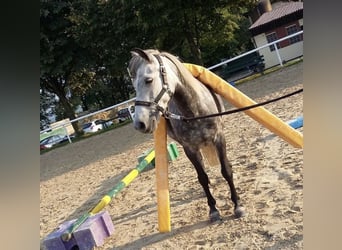 Connemara Mix, Giumenta, 14 Anni, 135 cm, Grigio