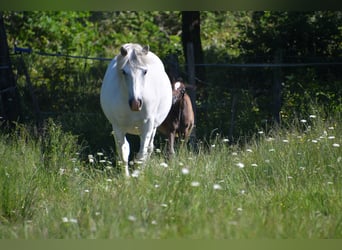 Connemara, Giumenta, 14 Anni, 137 cm, Grigio