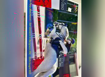 Connemara, Giumenta, 14 Anni, 141 cm, Grigio