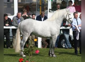 Connemara, Giumenta, 14 Anni, 150 cm, Grigio