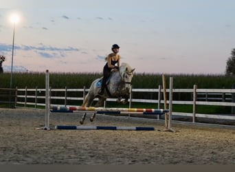 Connemara, Giumenta, 14 Anni, 151 cm, Leardo